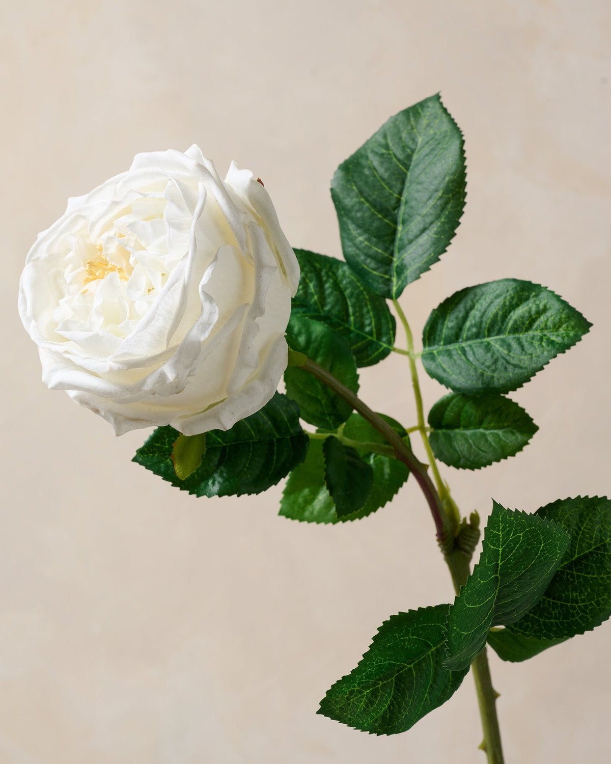 Mavelle Austin Rose Stem faux floral stem - Close-Up