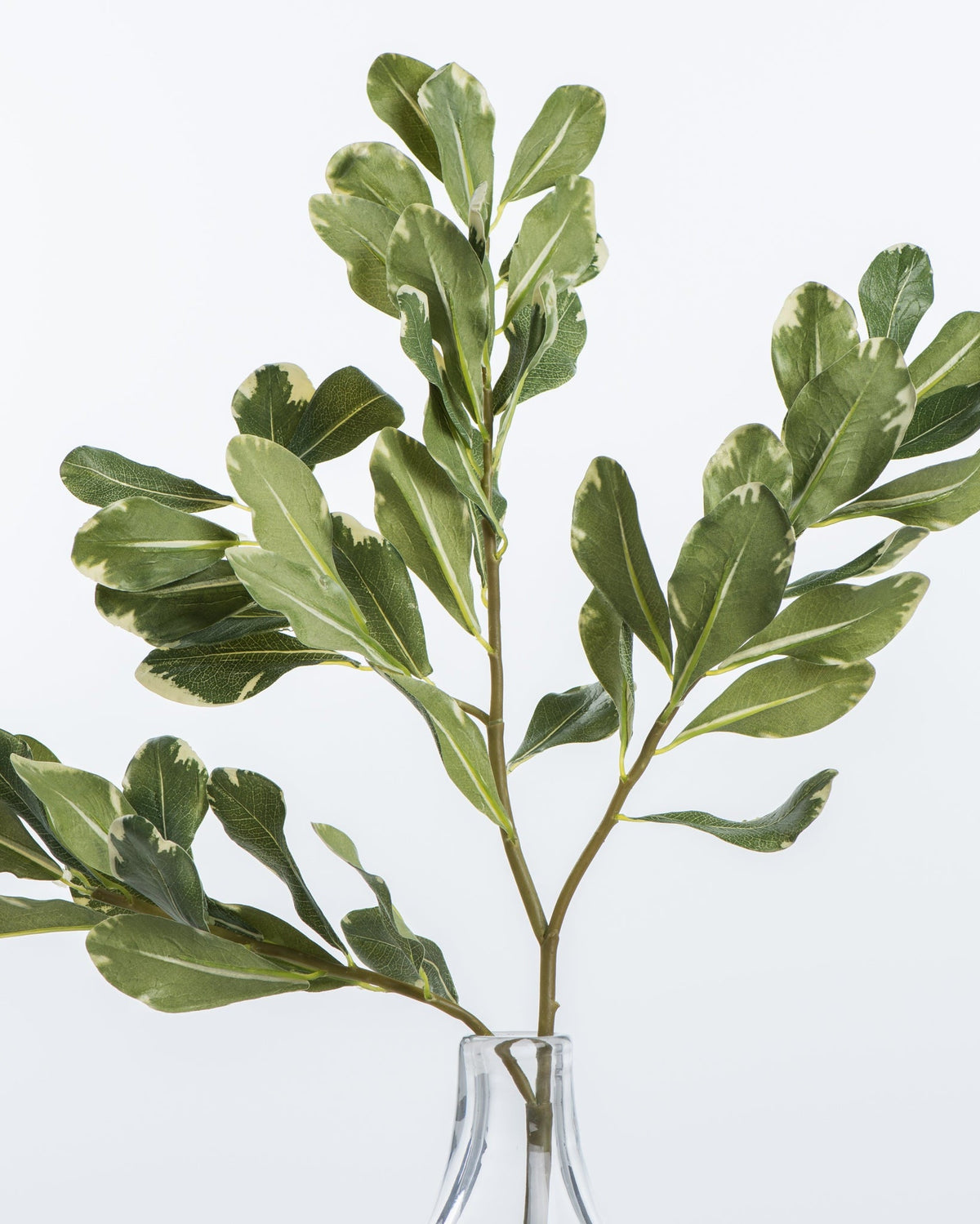 Mavelle Pittosporum Leaf Stem faux floral stem - Detail View