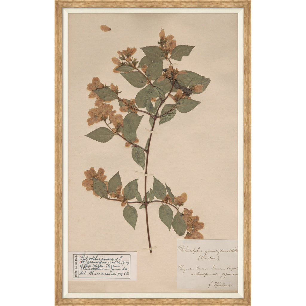 Mavelle Herbarium Specimen I framed wall art - Detail View