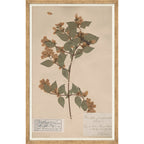 Mavelle Herbarium Specimen I framed wall art - Detail View