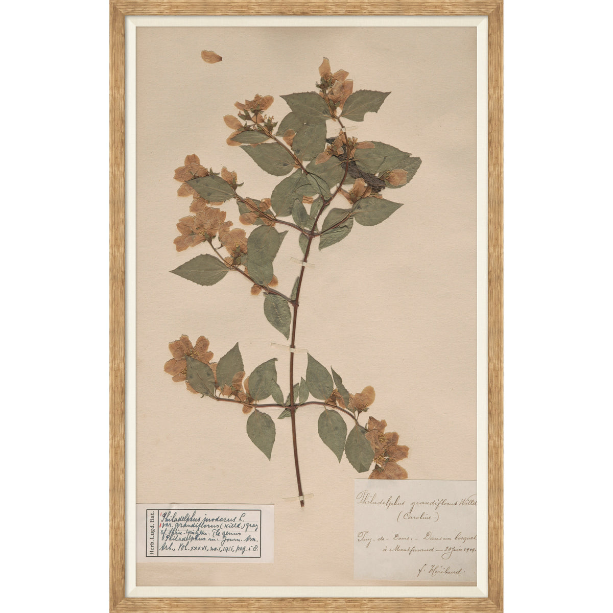 Mavelle Herbarium Specimen I framed wall art - Detail View