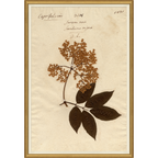 Mavelle Pressed Floral I framed wall art - Detail View