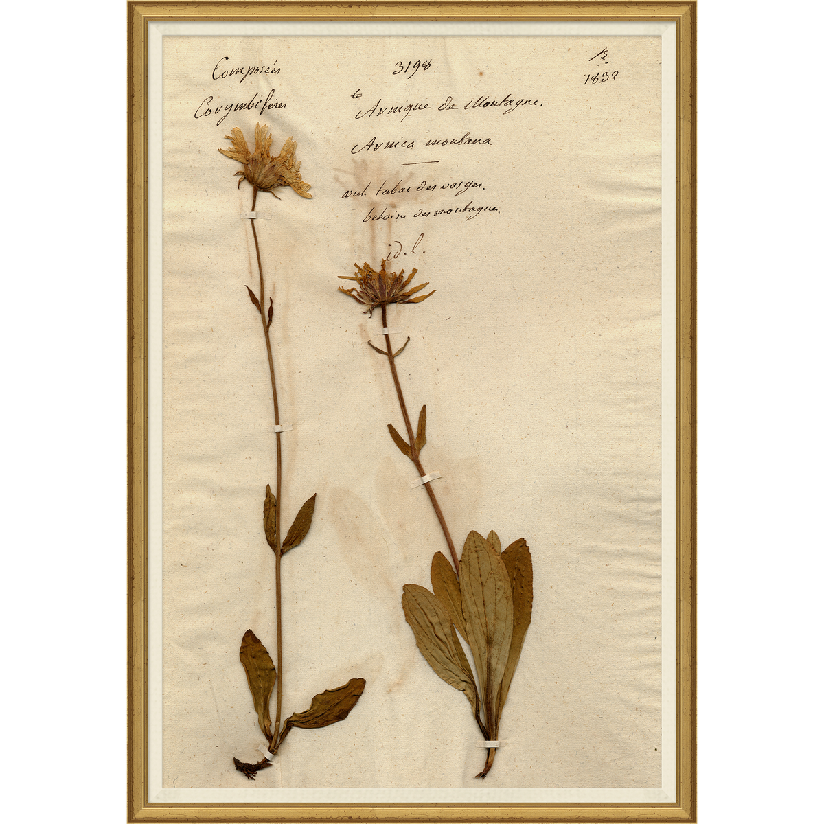 Mavelle Pressed Floral III framed wall art - Detail View