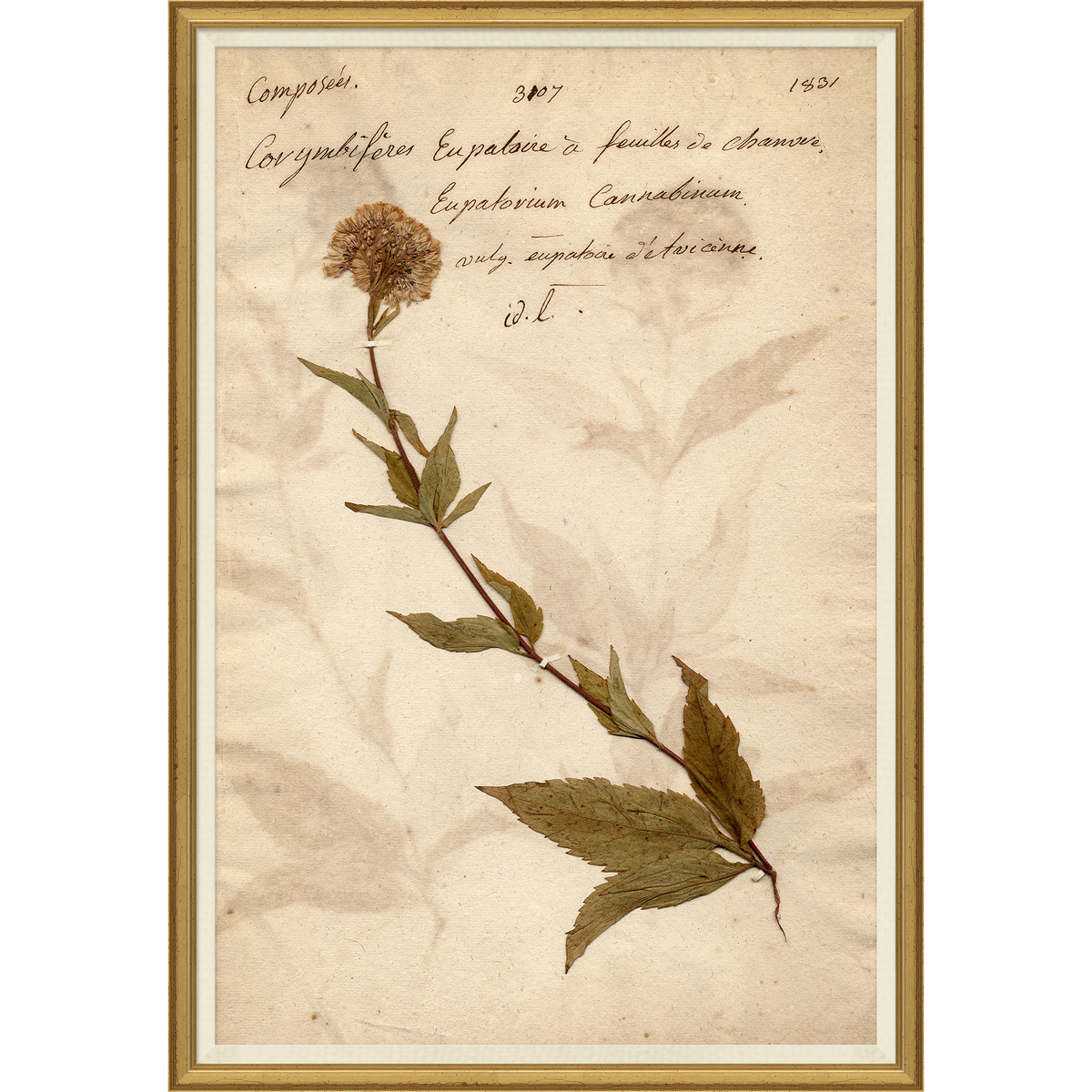 Mavelle Pressed Floral X framed wall art - Detail View
