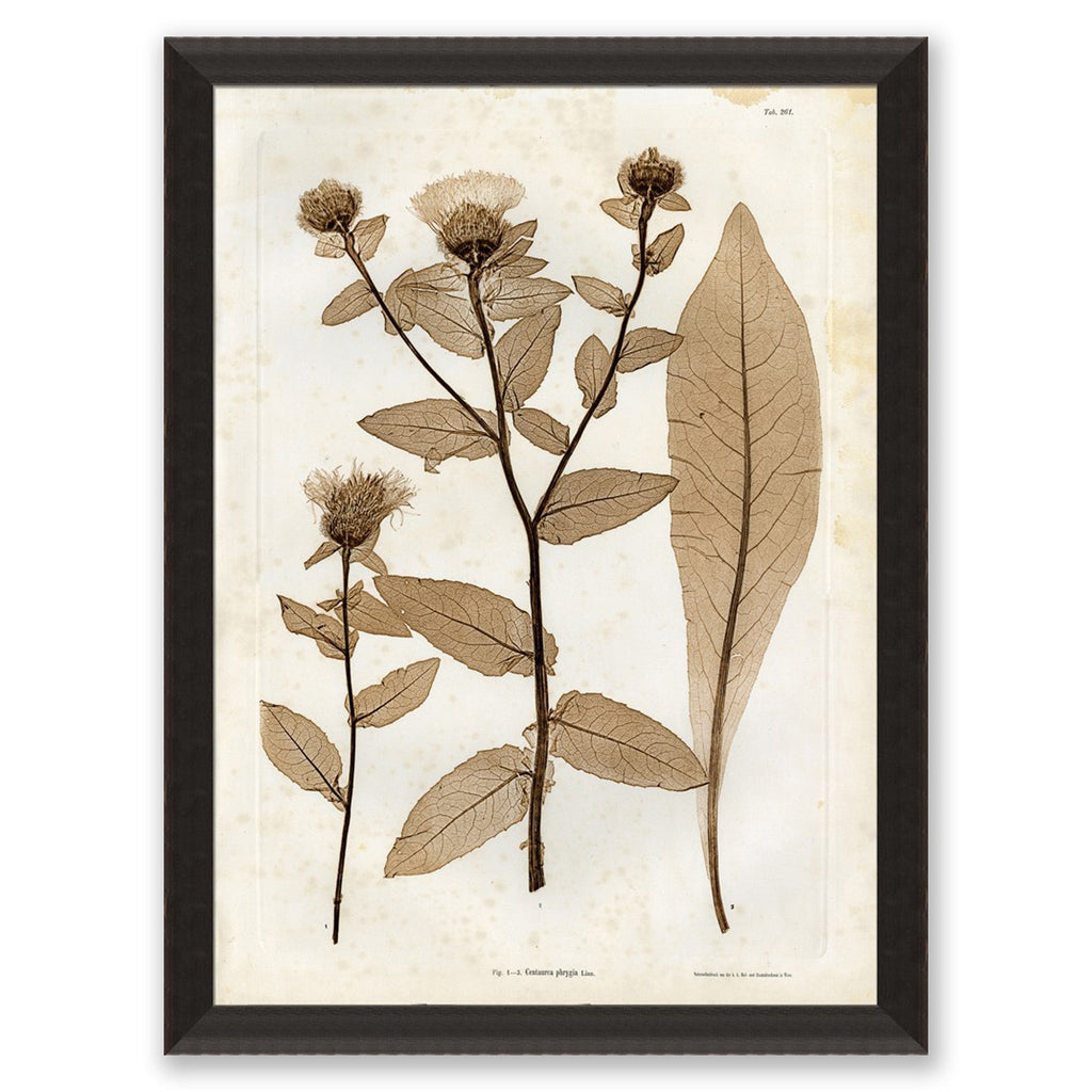 Mavelle Preserved Plants I framed wall art - Detail View