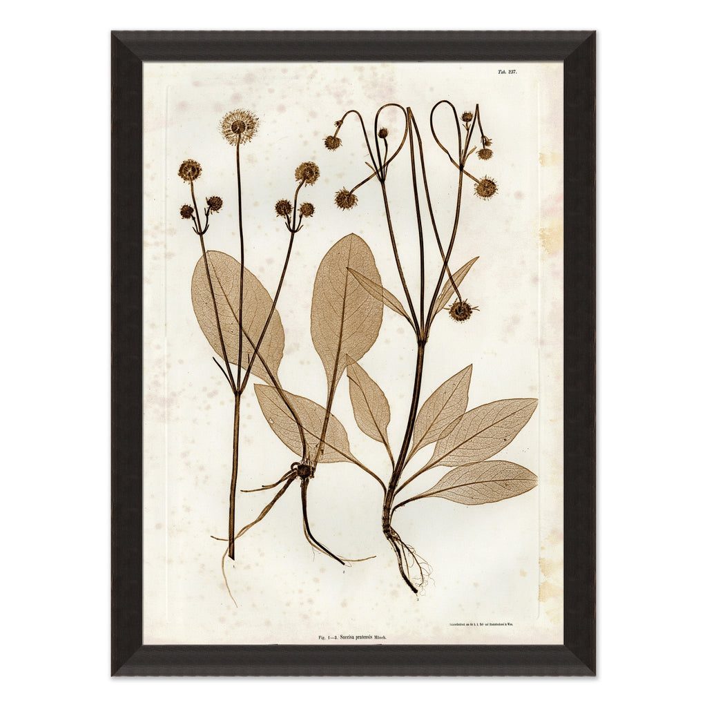 Mavelle Preserved Plants III framed wall art - Detail View