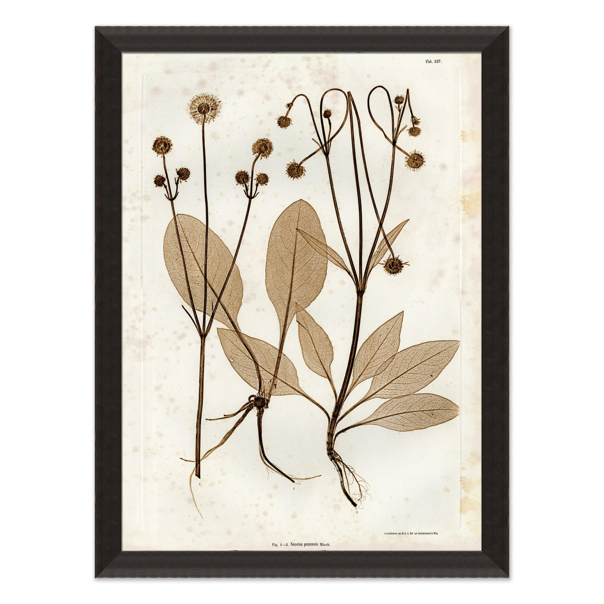 Mavelle Preserved Plants III framed wall art - Detail View