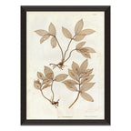 Mavelle Preserved Plants IV framed wall art - Detail View