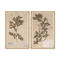 Mavelle Herbarium Specimen I framed wall art