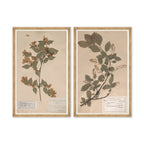 Mavelle Herbarium Specimen I framed wall art