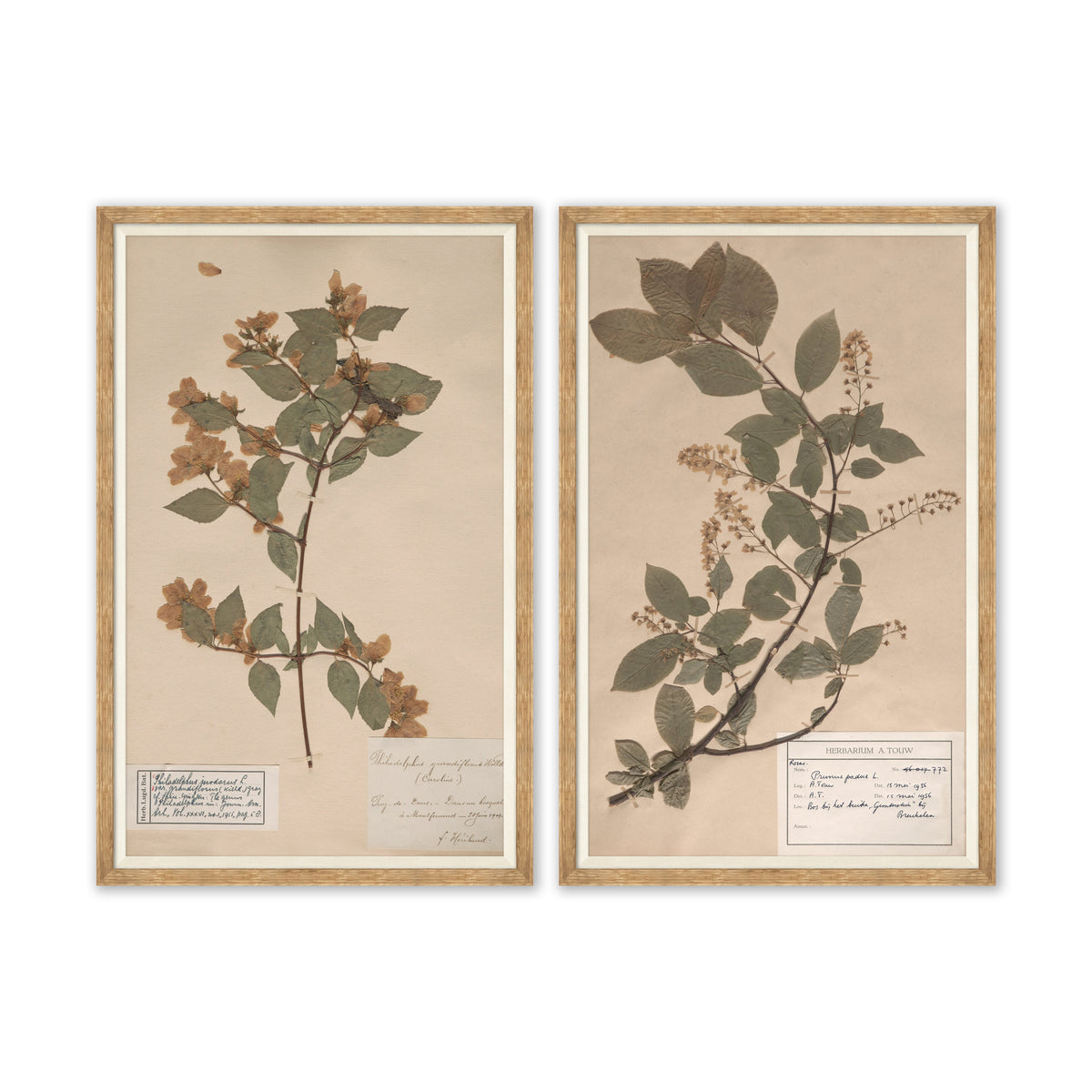 Mavelle Herbarium Specimen I framed wall art