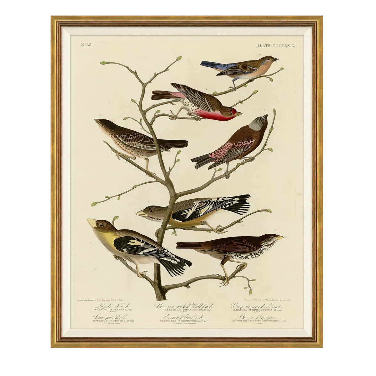 Mavelle Finches on Branches framed wall art - Detail View