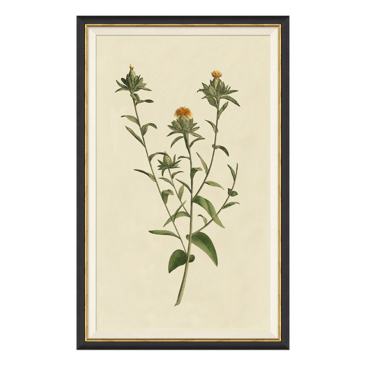 Mavelle Vintage Botanical Study I framed wall art
