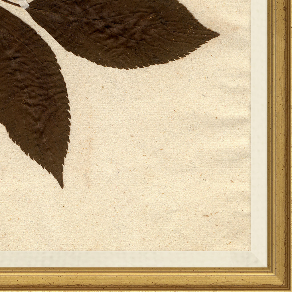 Mavelle Pressed Floral I framed wall art