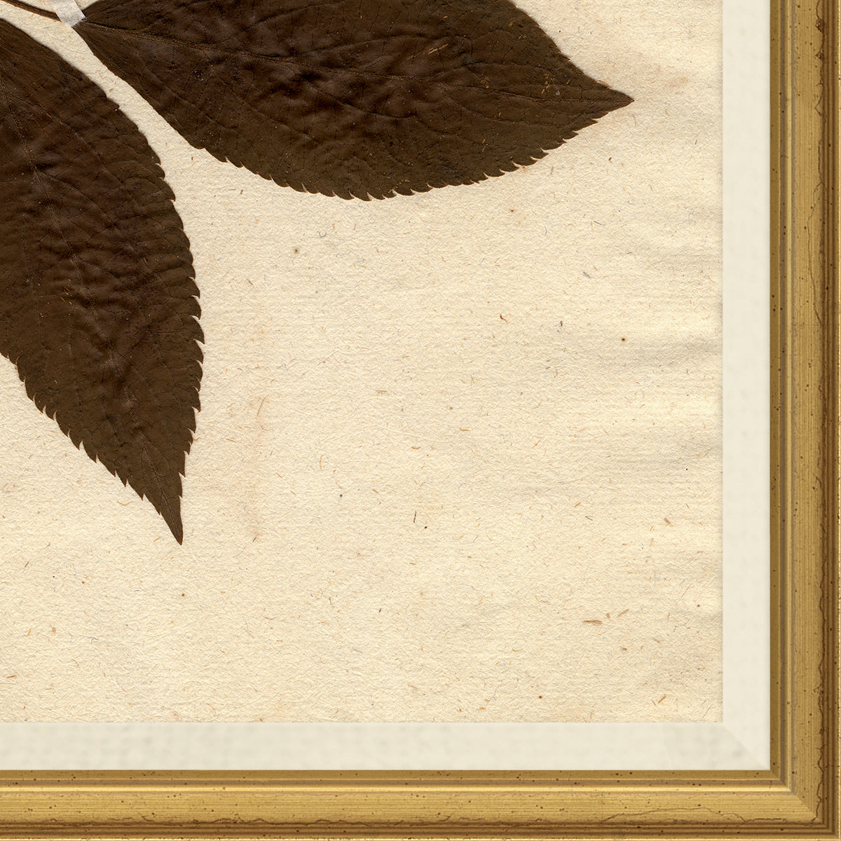 Mavelle Pressed Floral I framed wall art
