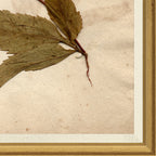 Mavelle Pressed Floral X framed wall art