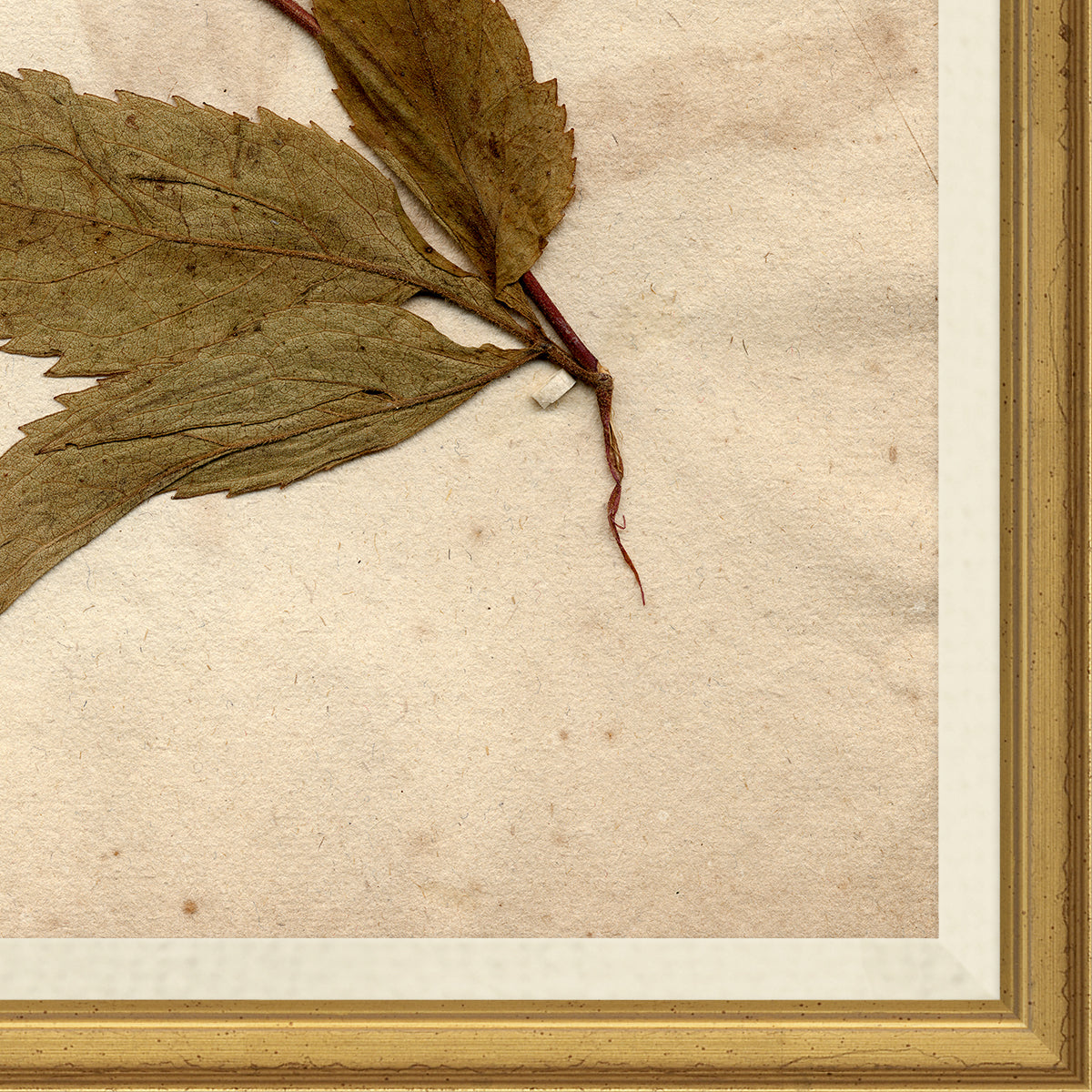 Mavelle Pressed Floral X framed wall art