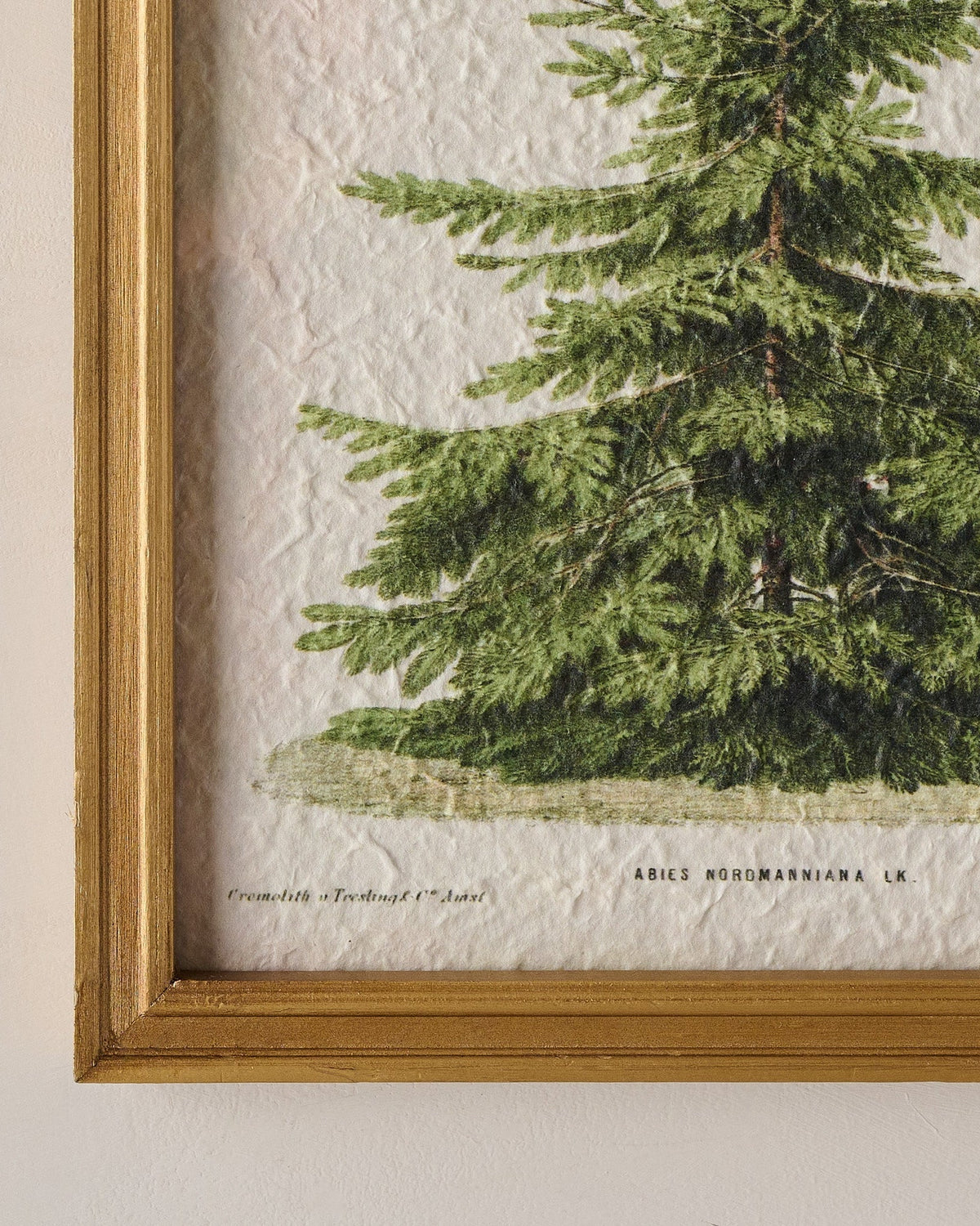 Mavelle Vintage Christmas Fir Print framed wall art - Styled in Room