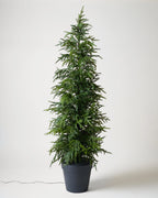 Mavelle Real Touch Norfolk Pine Pre-Lit Potted Tree faux floral stem - Styled in Room